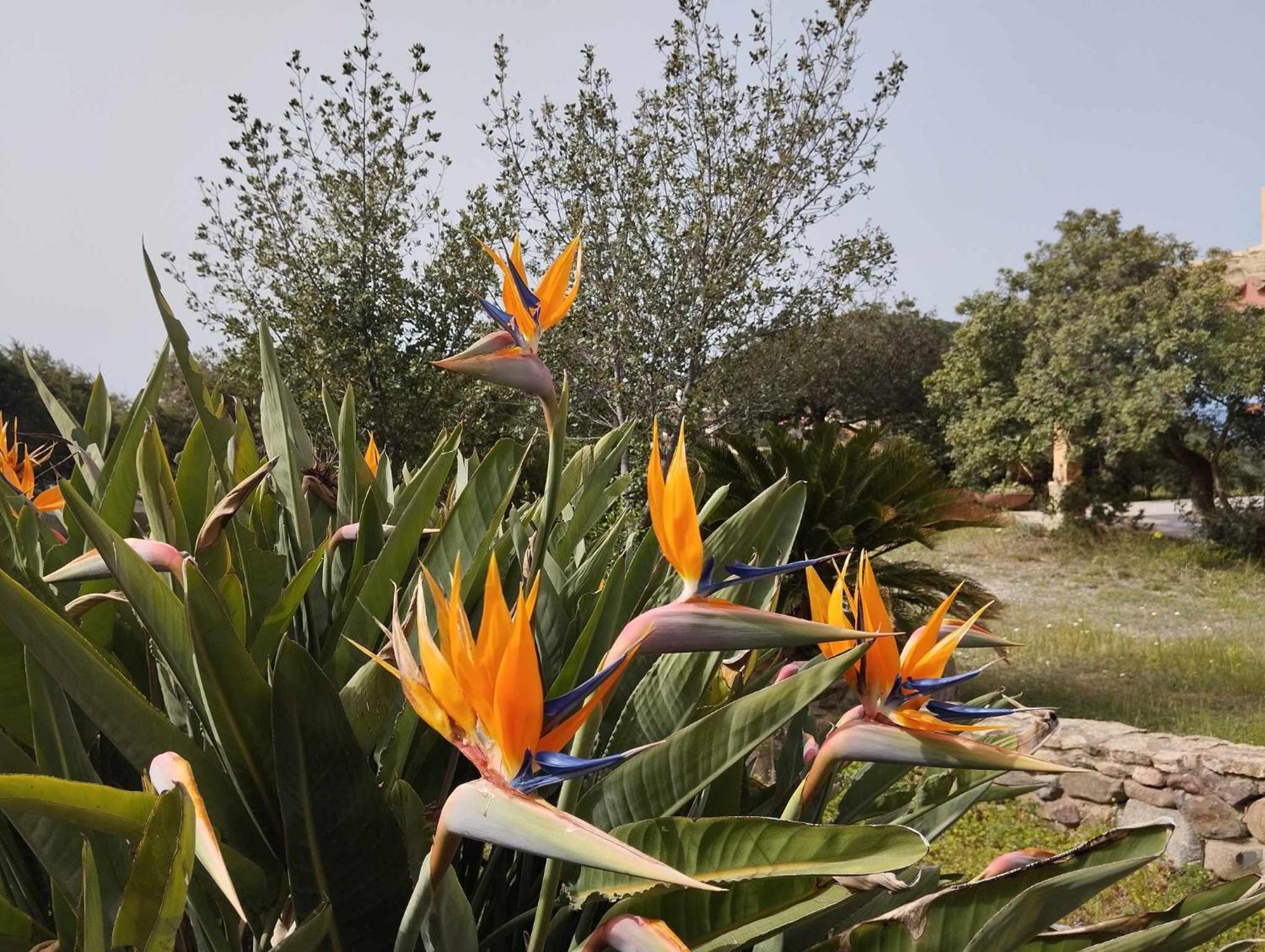 Holiday Home Riccio Di Mare Sardinia Marongiu エクステリア 写真